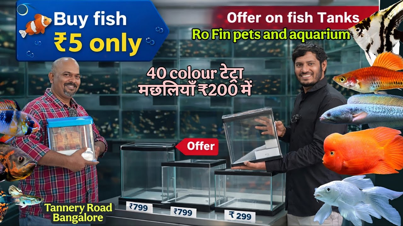Unbelievable Offer 😍 Fish Just 5 & Tank Discounts | Ro fin pets and aquarium tannery road bangalore 
