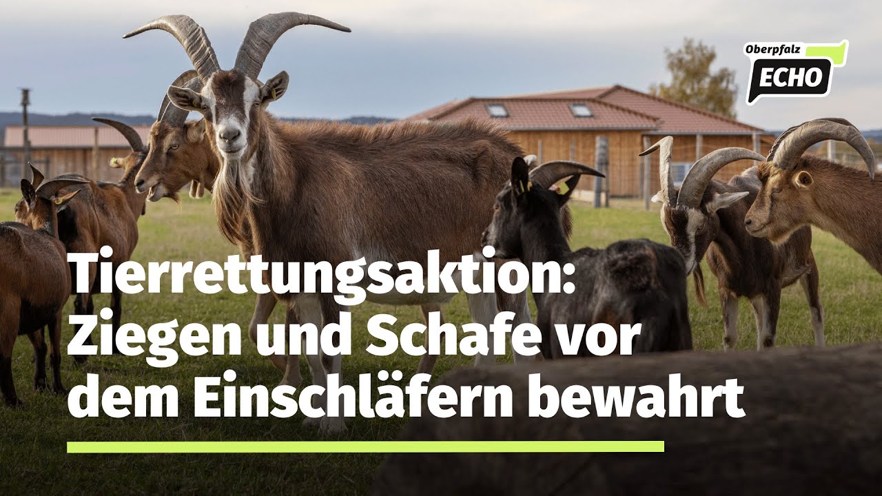 300 Tiere wurden vor der Einschläferung bewahrt und finden ein Zuhause auf Gut Aiderbichl in Eslarn