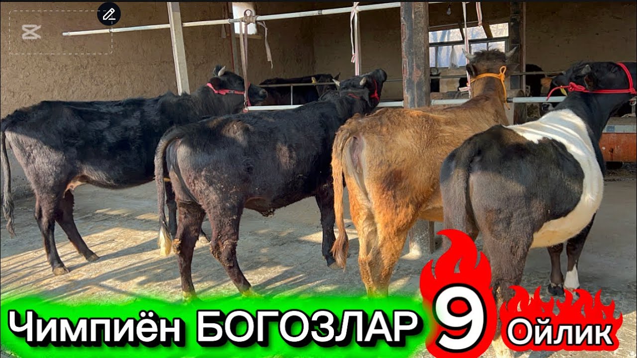 Трентдаги БОГОЗЛАР сотувда Бугин эта тугадигонлари бор ИШОНЧ биринчи урина 2026.03.16