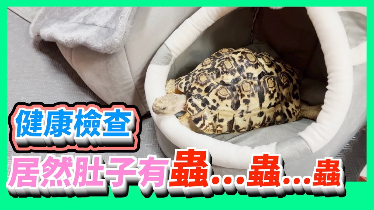 【豹龜】東非肯亞豹紋陸龜日常生活254~健康檢查 居然肚子有蟲~