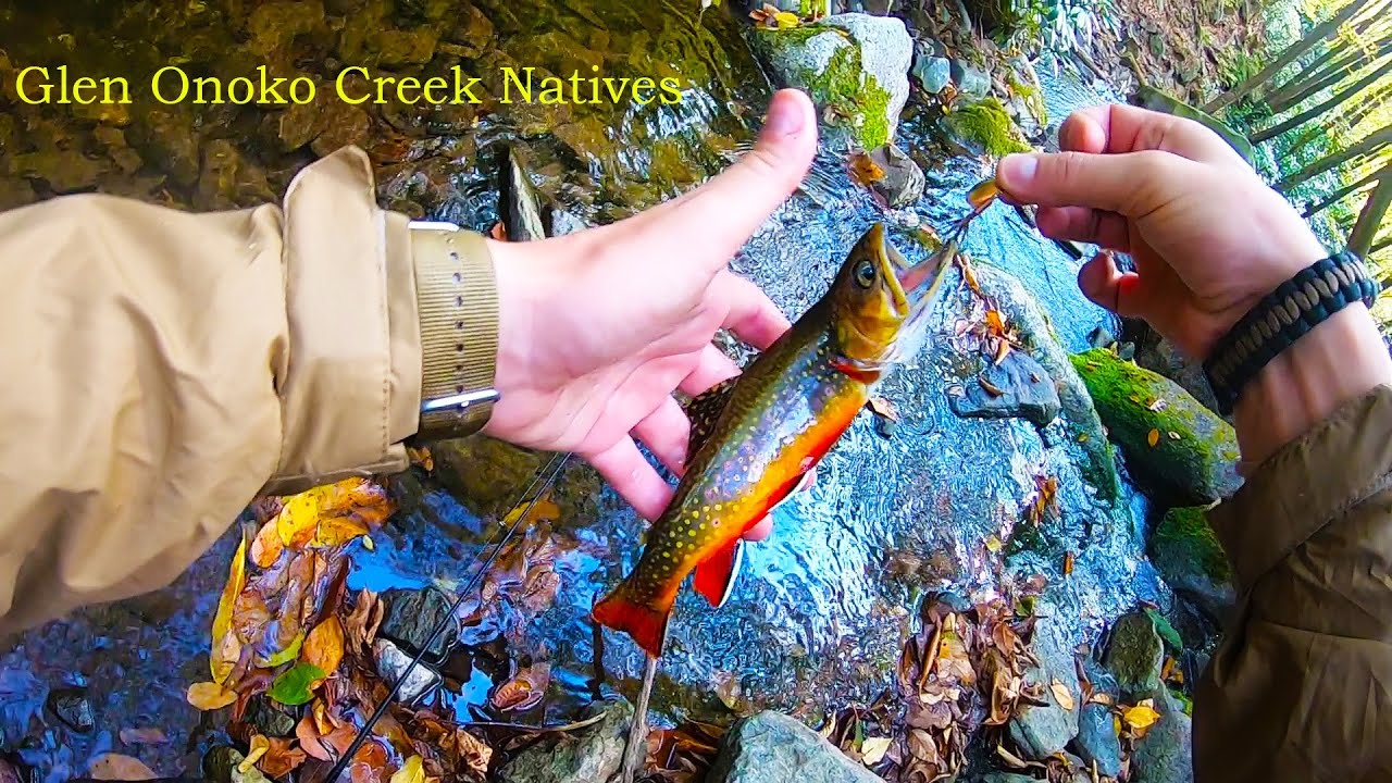 Fishing TINY Pocono's Native Brook Trout Stream + Dam Release