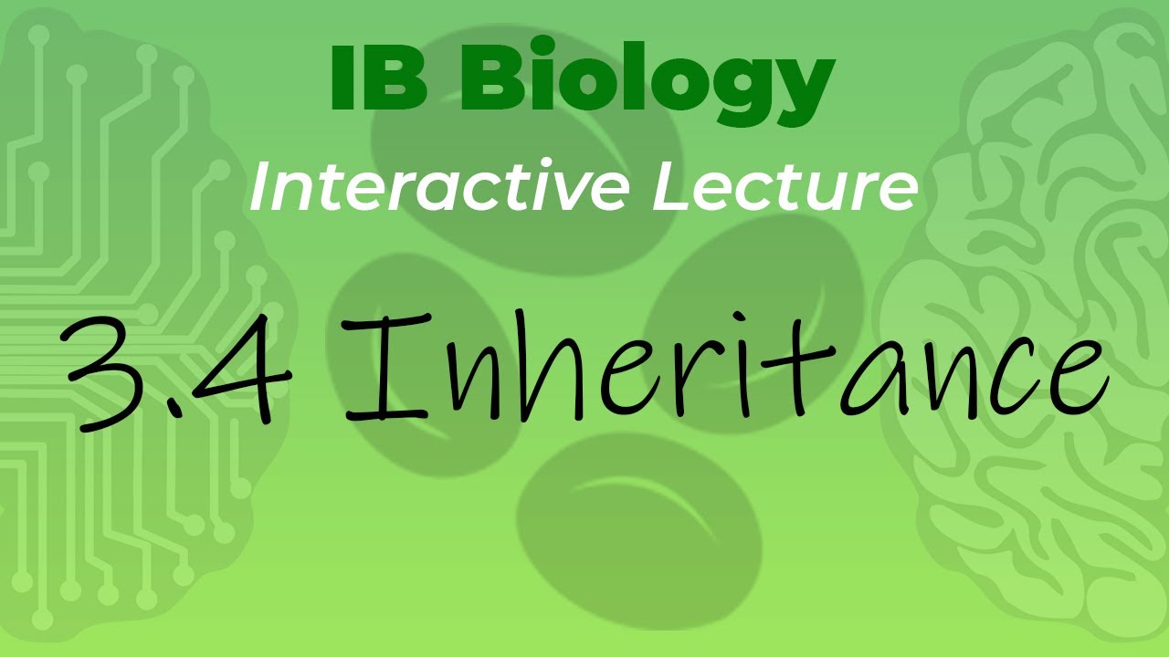 [OLD2016] IB Biology 3.4 - Inheritance - Interactive Lecture