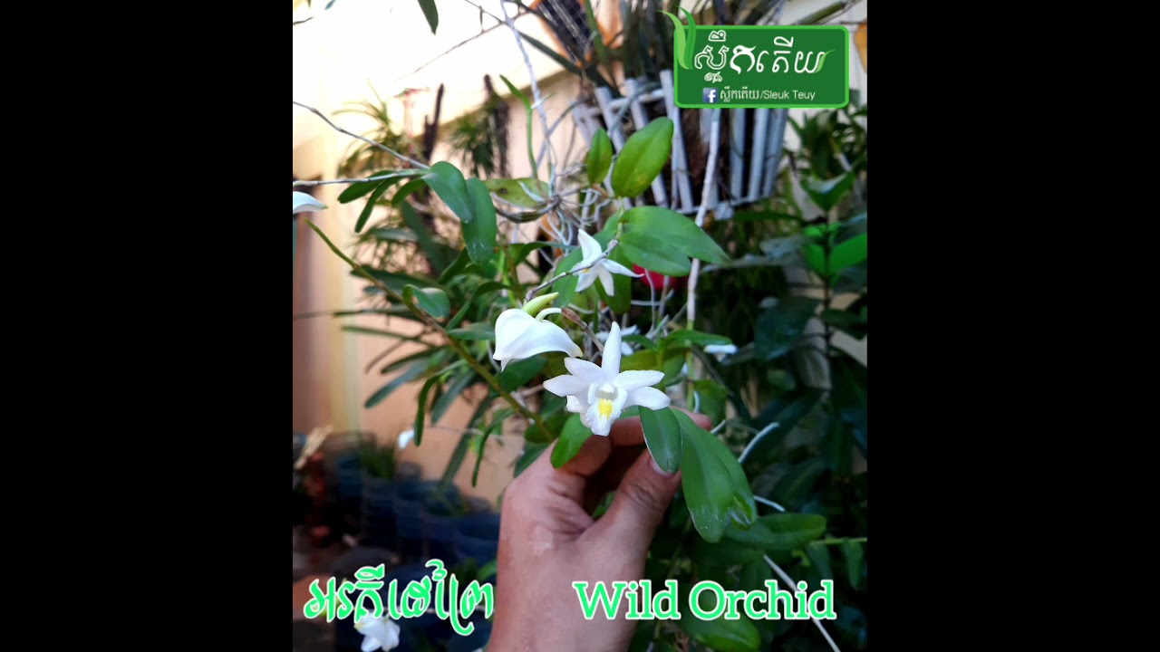 អរគីដេព្រៃ Wild Orchid #SleukTeuyKitchen #ស្លឹកតើយ