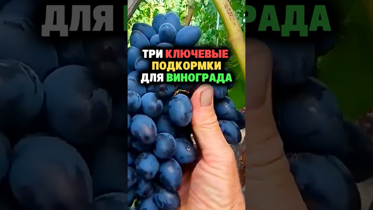 Three key fertilizers for grapes #dacha #vegetable garden #garden #harvest #grapes