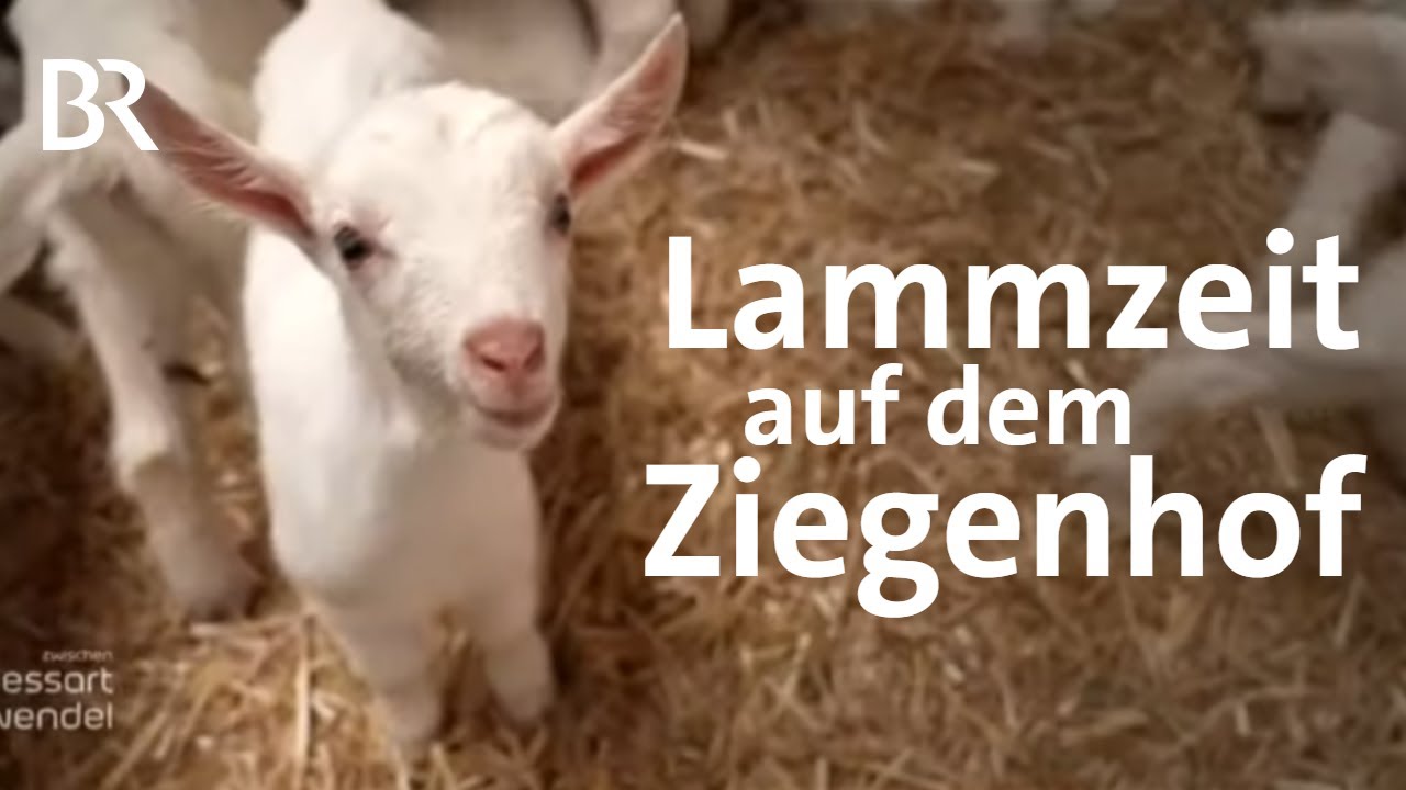 Ein Zicklein wird geboren: Ziegenhof und Käserei 