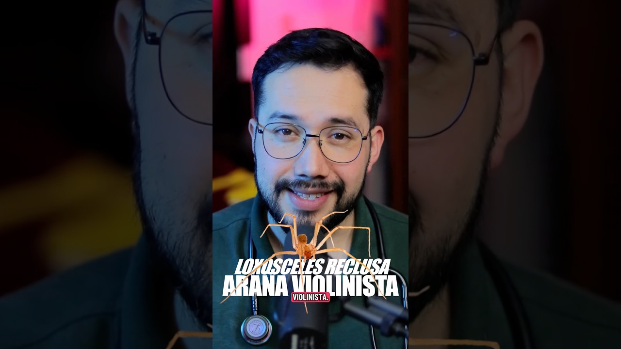 DAPSONA un antibi&oacute;tico para #loxoscelismo CUT&Aacute;NEO #loxosceles ara&ntilde;a violinista #ara&ntilde;aderincon
