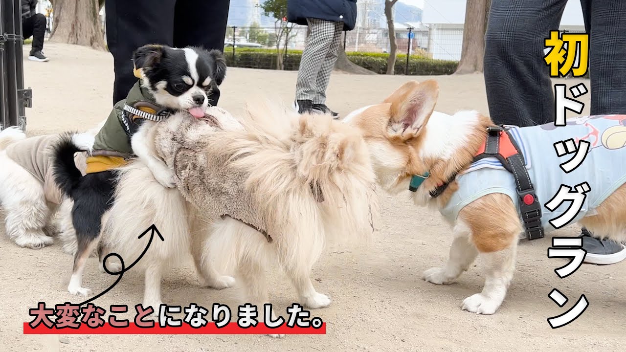初めてドッグランに行ったポメラニアンが大変なことになりました...First Dog Park Experience 🐾