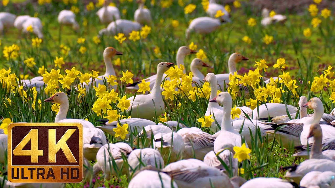 4K Wildlife/Birds Video - 3.5 Hours Sounds of Snow Geese | Skagit Valley Snow Geese. Part 2