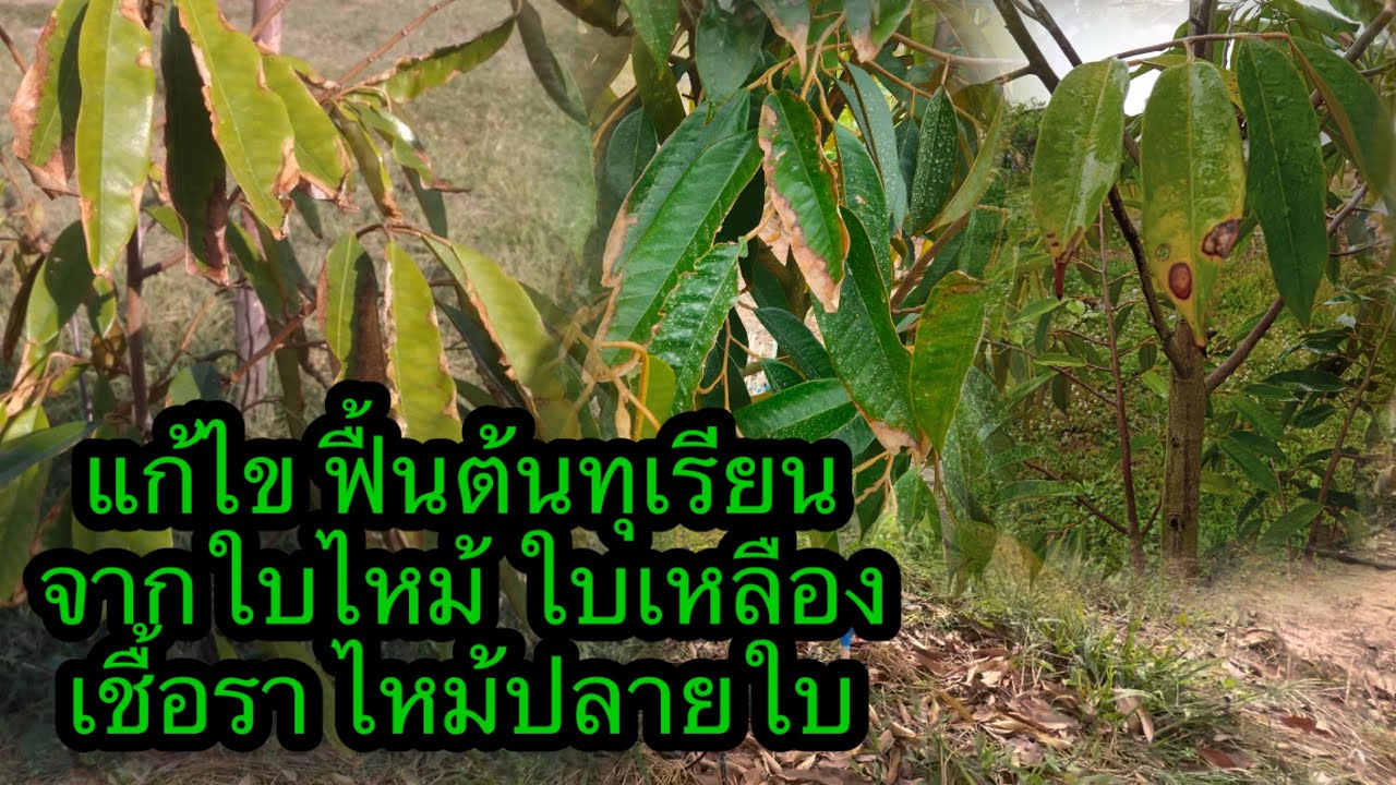 วิธีแก้ปัญหาทุเรียนใบไหม้ ใบเหลือง ฟื้นต้นทุเรียนจากหนาว | เนมสวนลุงเลิศ
