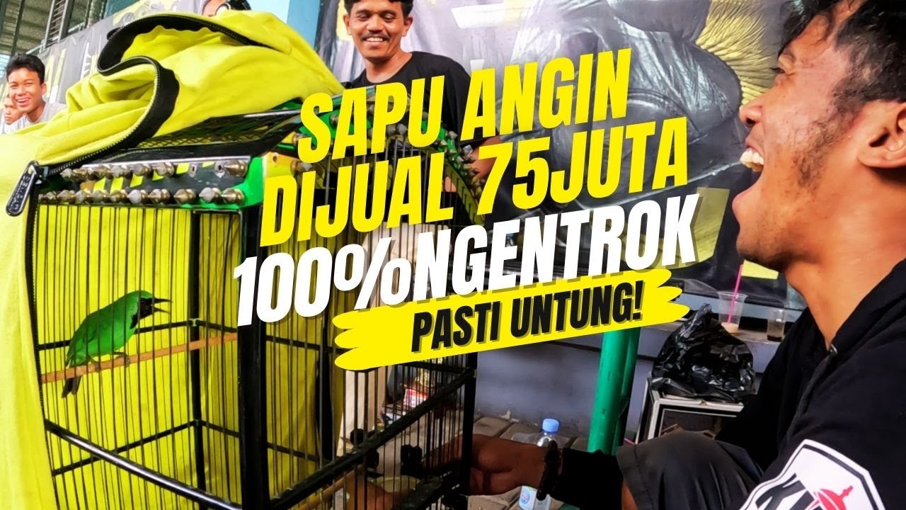 Dijual 75JUTA🤭🤭Garansi 100% NGENTROK Cucak Ijo SAPU ANGIN🔥🔥#cucakhijaustabil