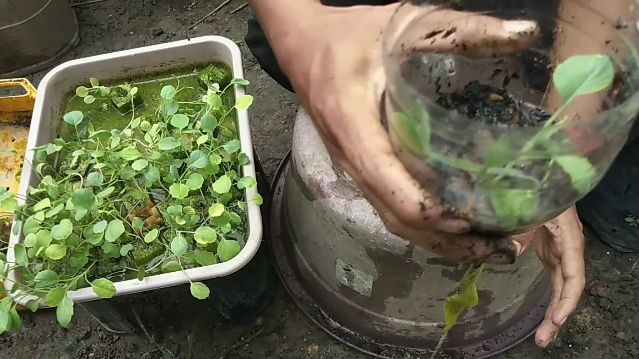 Toturial Cara Tanam Sayur Kailan .