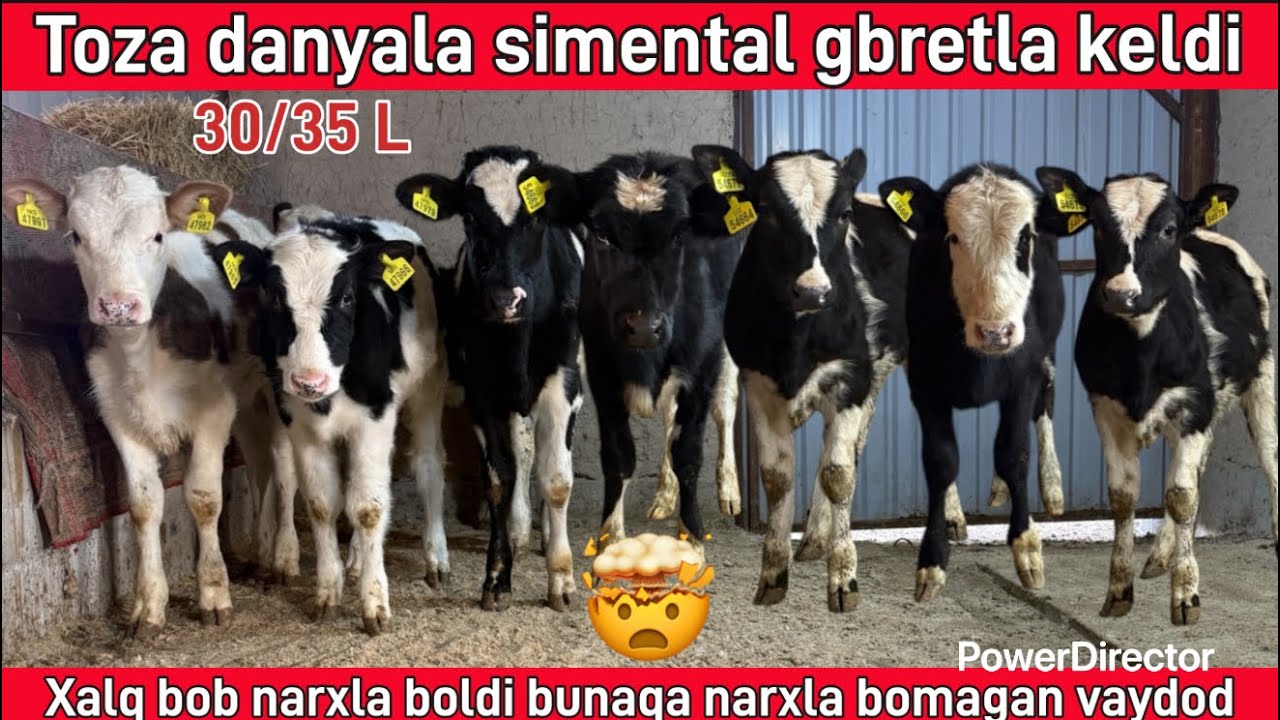 Toza danya gunajinlari keldi arzon narxlada☎️99 397 04 52☎️94 396 04 52☎️ @Samandaruzz 