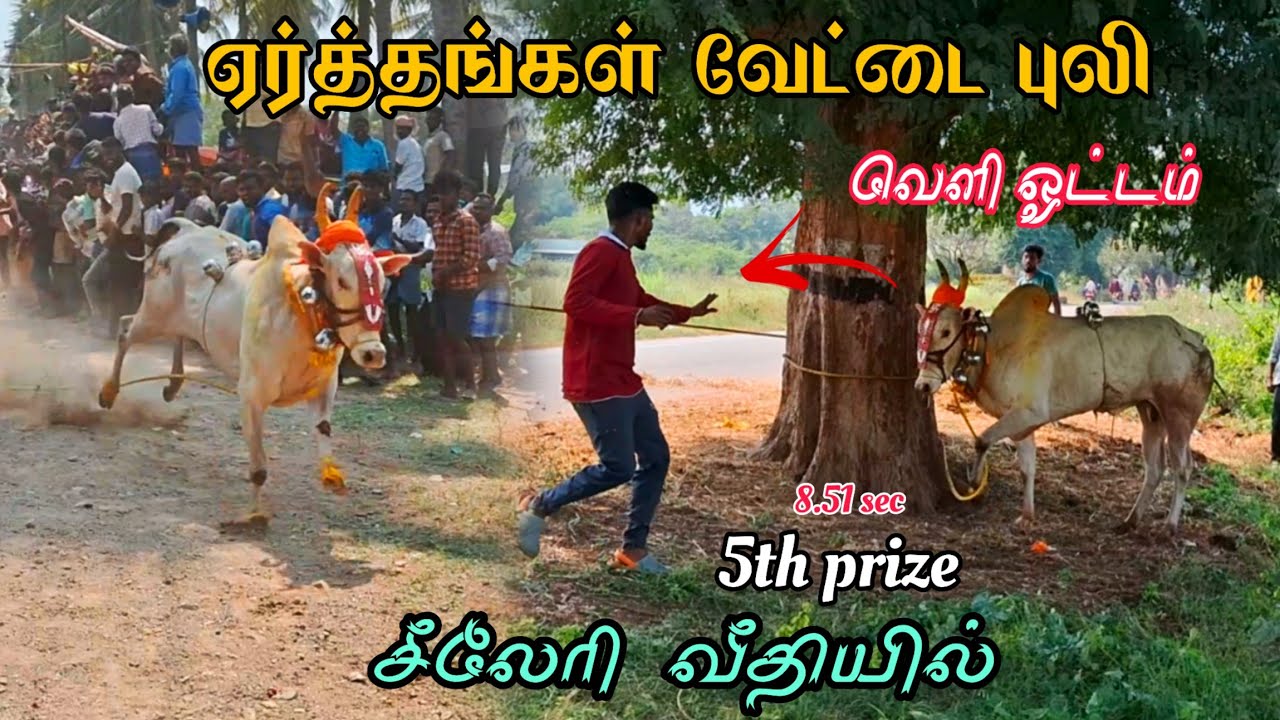 எர்த்தங்கள் வேட்டை புலி 💥 வெளி ஓட்டம் 😱5th Prize🏅சீலேரி  வீதியில் 8.51 sec #vmtvlog #eruthukattu