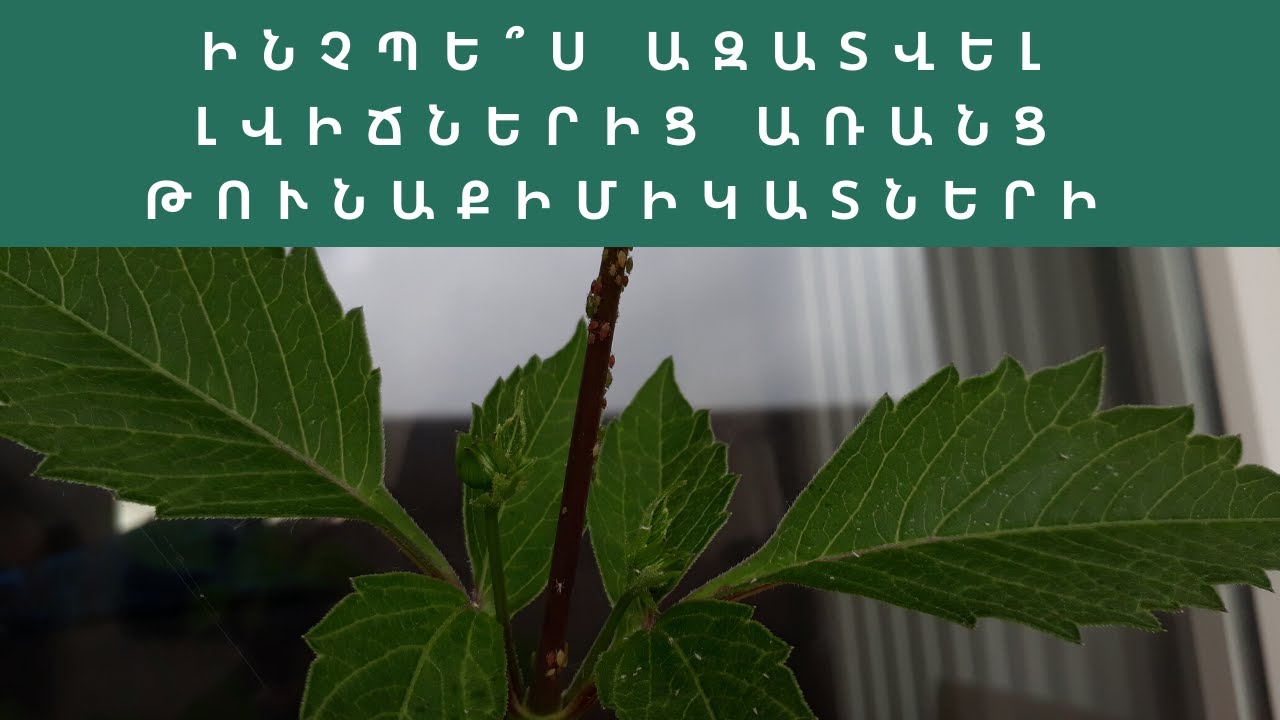 Լվիճները գեորգինայի վրա