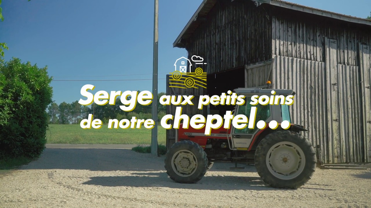 🐂 Plongez en immersion dans notre élevage de boeufs gras en pays bazadais...