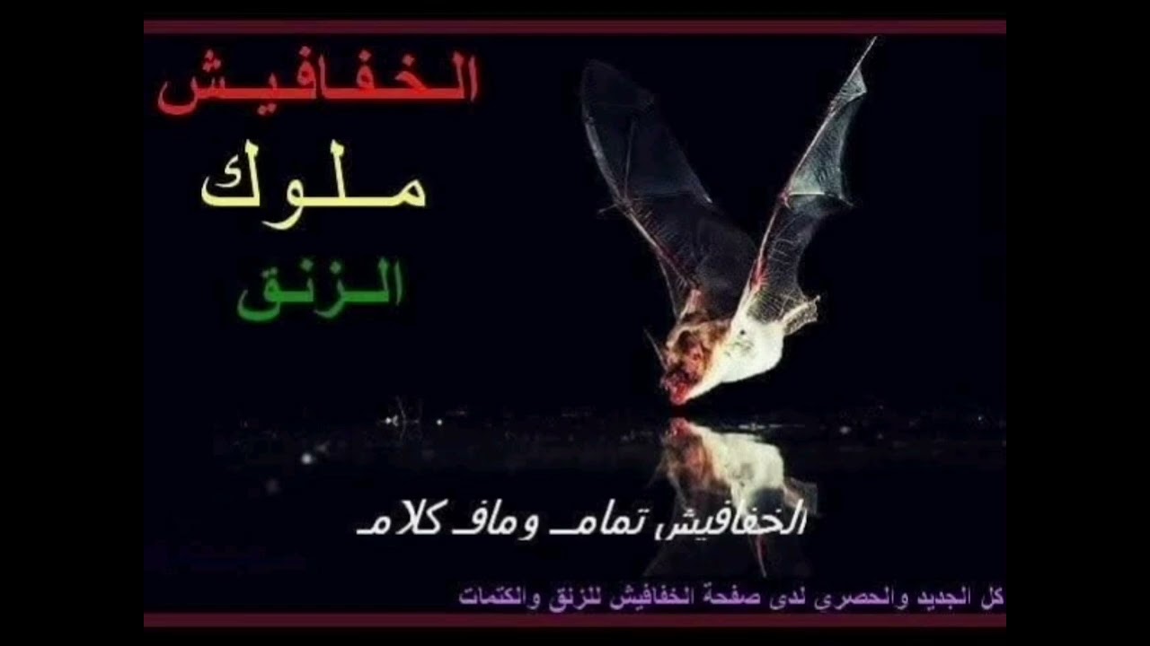 نون العنكبوته + الجنرال أنور9 + كل تمام فل الفل + زنق سوداني 