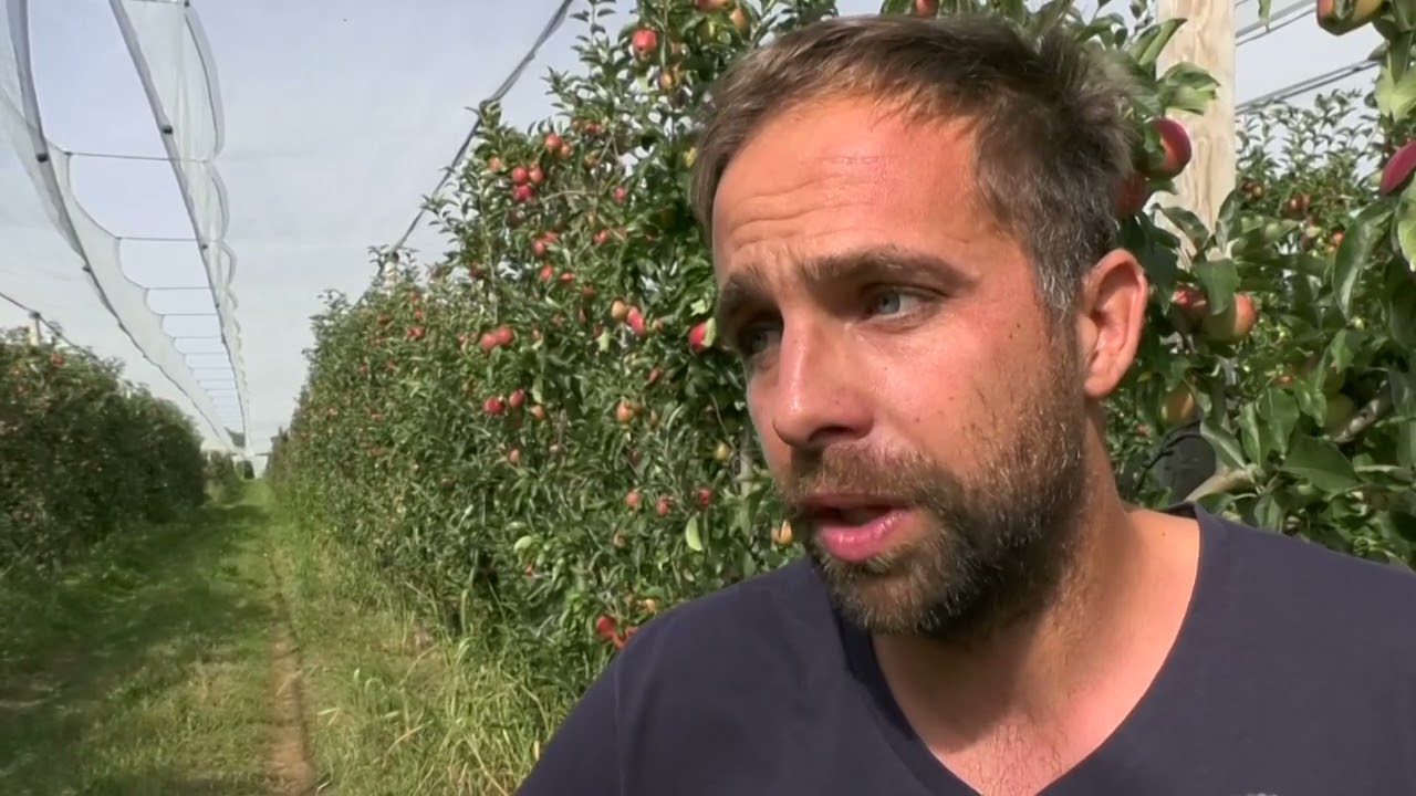 Récolte des pommes : l'inquiétude pousse dans les vergers