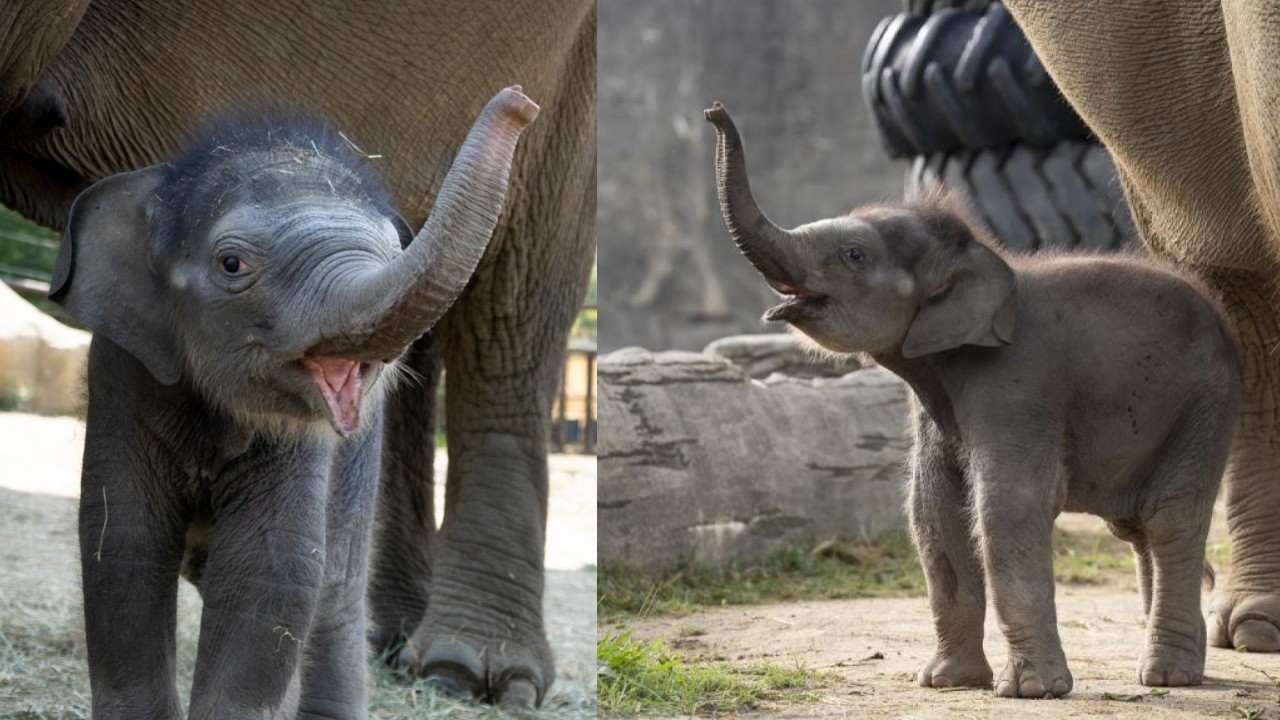 🎉 It’s a Girl! Meet Rita Jean – Columbus Zoo’s Adorable Baby Elephant 🐘