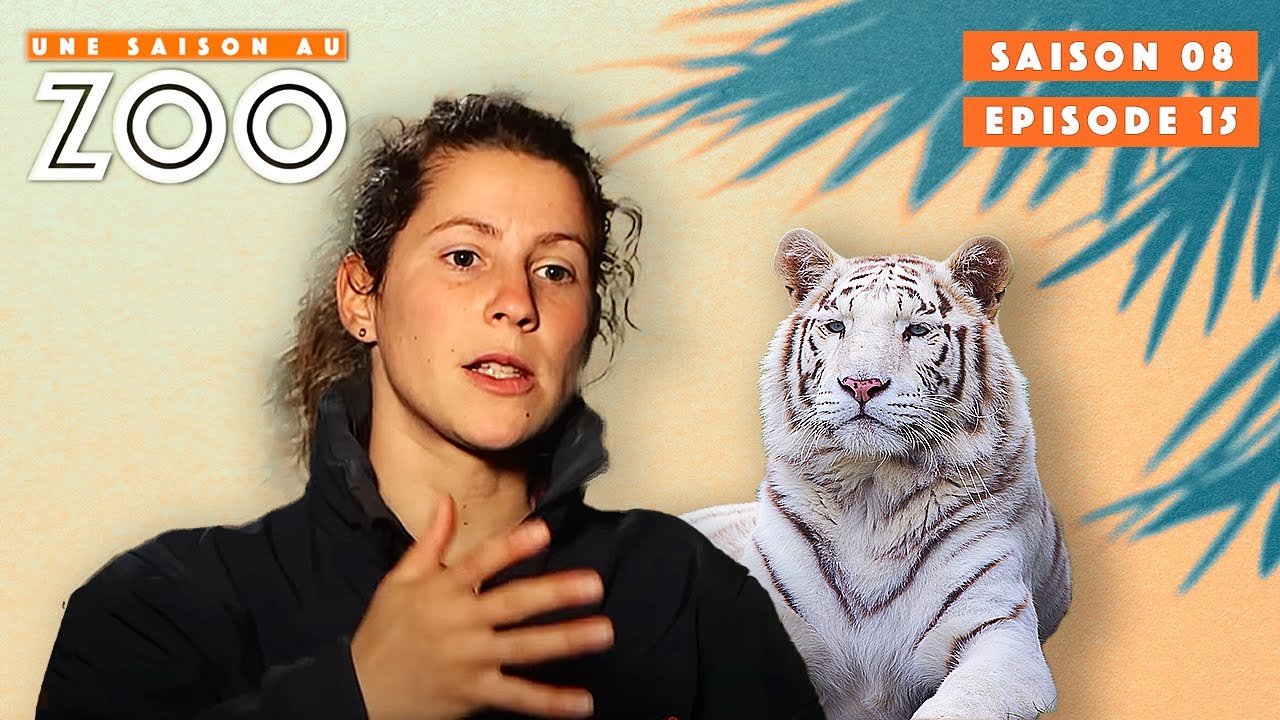 Entrainement avec Hadès le Tigre Blanc! | S08EP15 | Émission Intégrale | Une Saison Au Zoo
