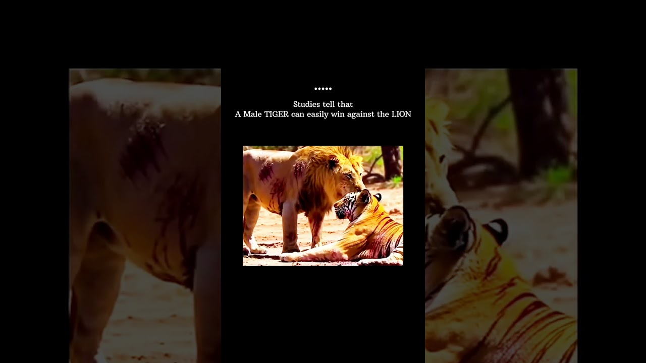 watch till the end 🔥💀 #growthmindset #attitude #ego #confidencewins #viralvideo #lion #ytshorts