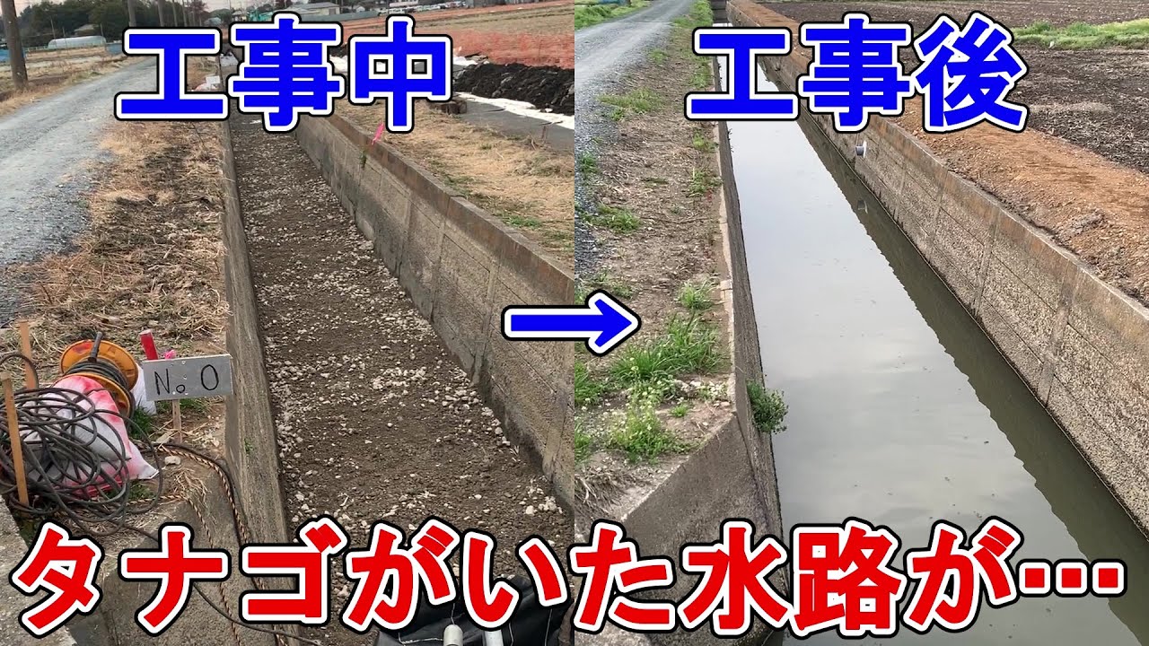 タナゴが生息する水路、まさかの工事で壊滅的ダメージ…その後の状況を確認してみると【埼玉県タナゴ探し】【小物釣り】