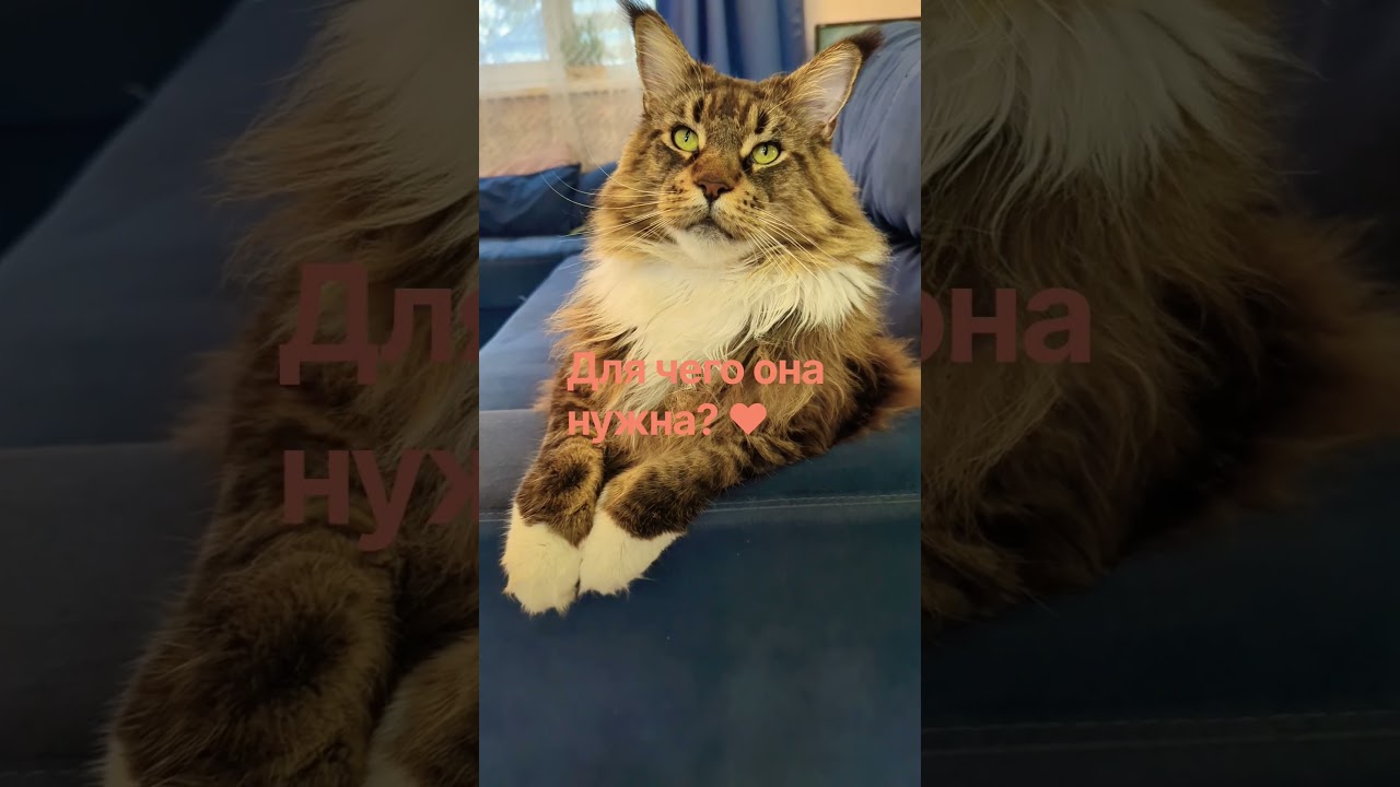 Всего две функции!!! 😸❤#cat #кот #подпишись #мем #юмор #прикол