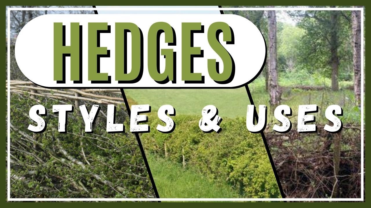Nearly Wild Camping - Hedges, their development and use through history