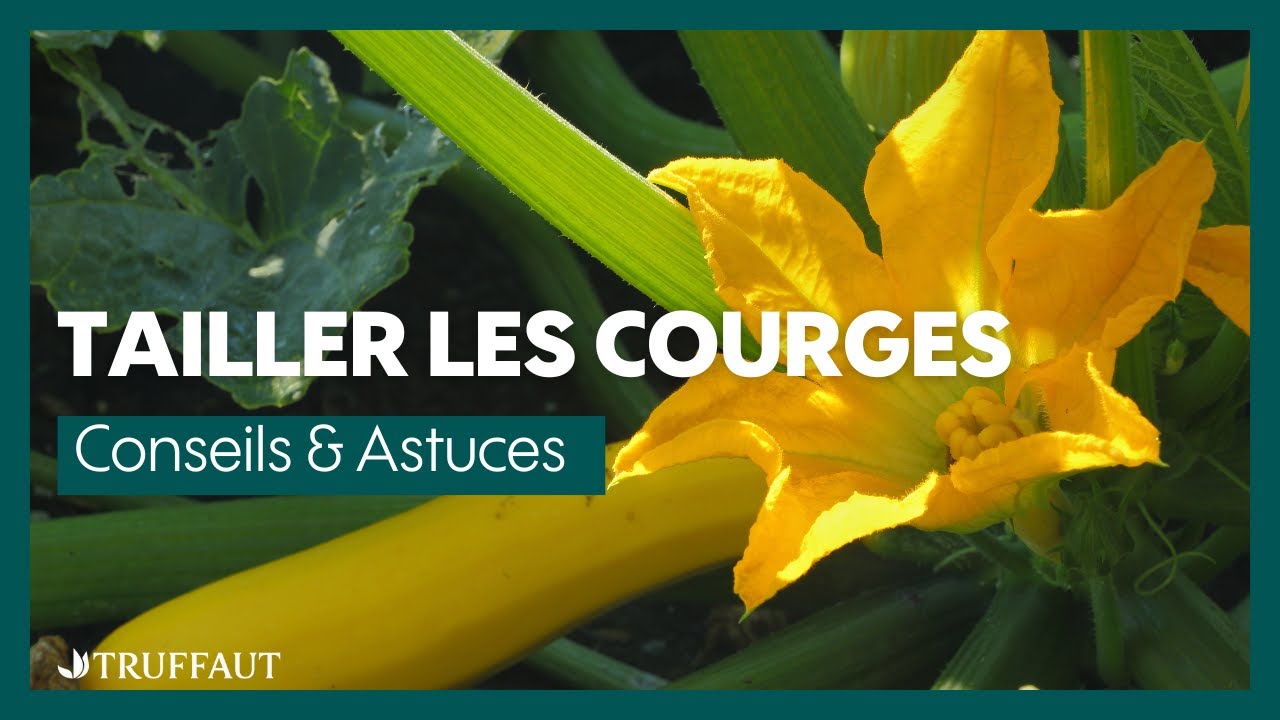 Tailler les courges, comment et pourquoi ? - Truffaut