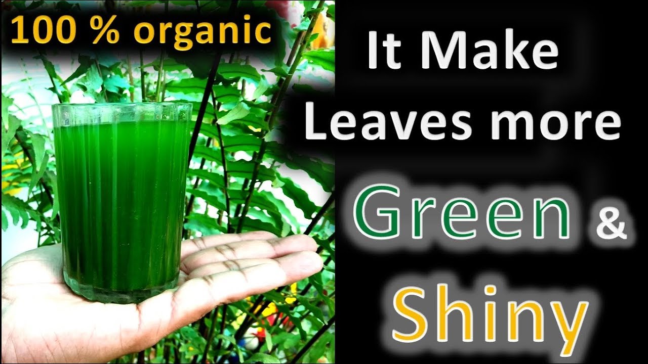 best natural fertilizer for any plant