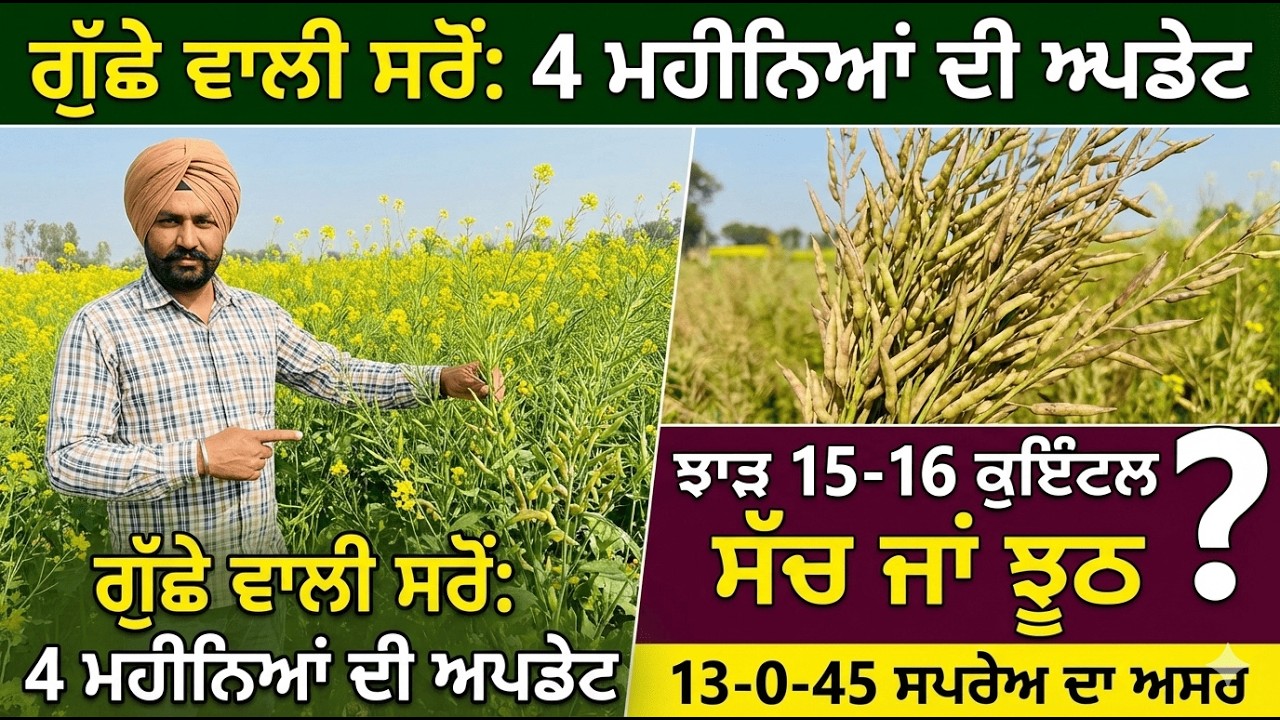 ਸਰੋਂ ਦਾ ਝਾੜ 16 ਕੁਇੰਟਲ ਪਲੱਸ? 🌾 | ਗੁੱਛੇ ਵਾਲੀ ਸਰੋਂ ਦੀ ਤਾਜ਼ਾ ਅਪਡੇਟ | Mustard Farming Punjab