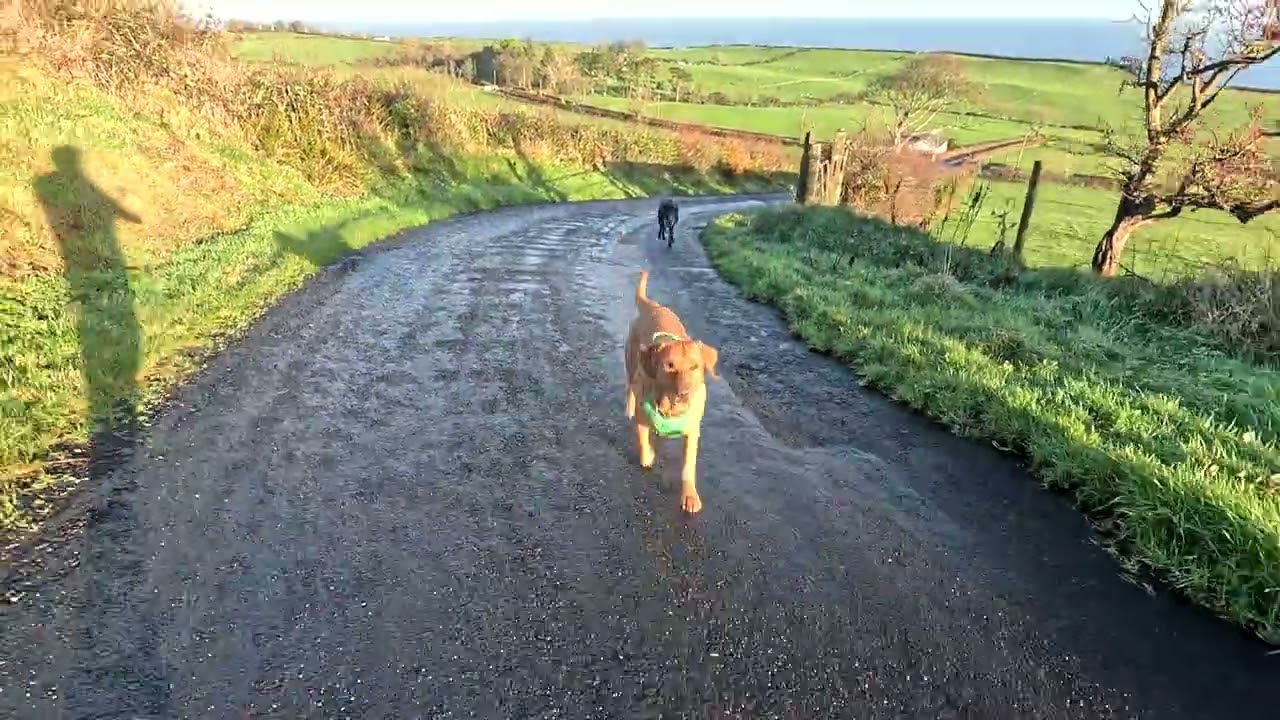 Ragley & shadow at the Gobbins December 25