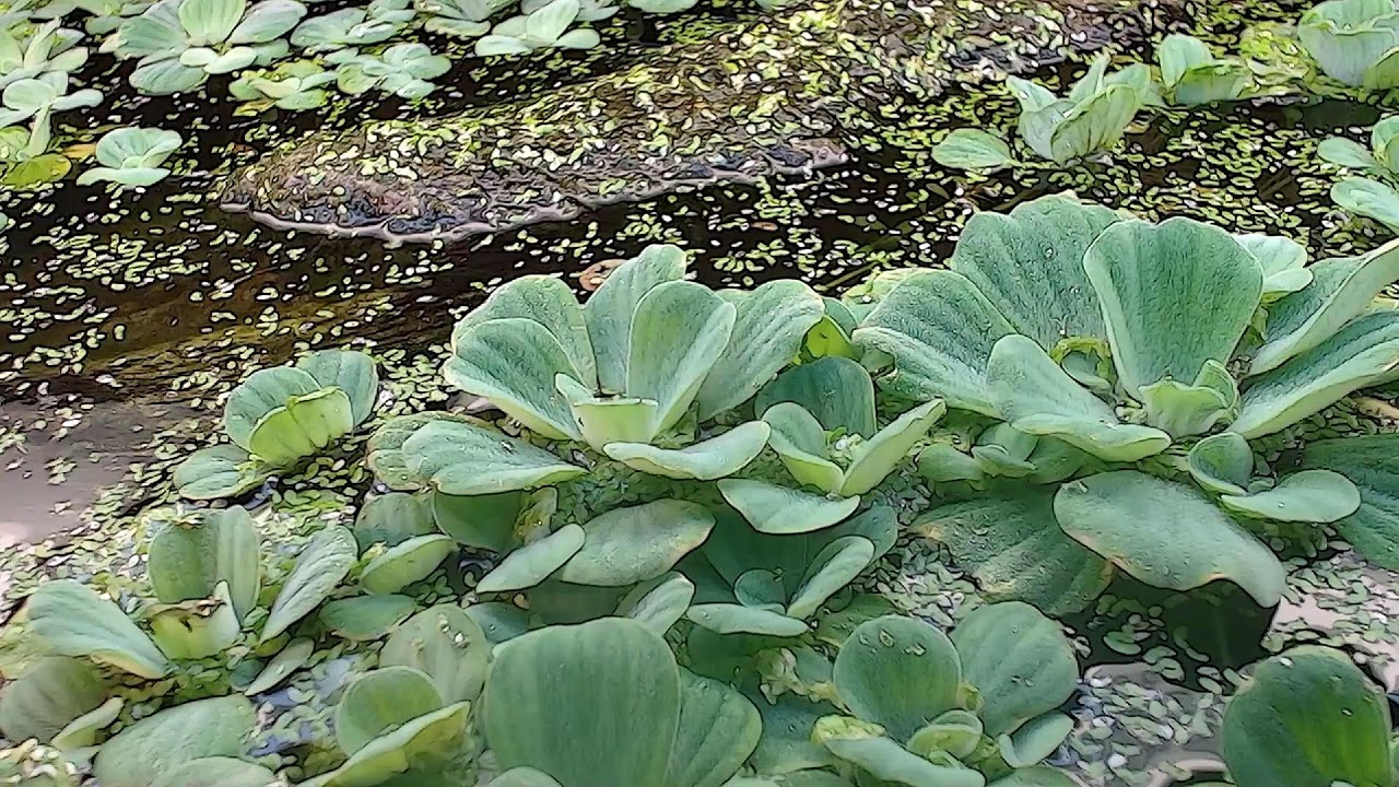 Painted Turtle Live Stream