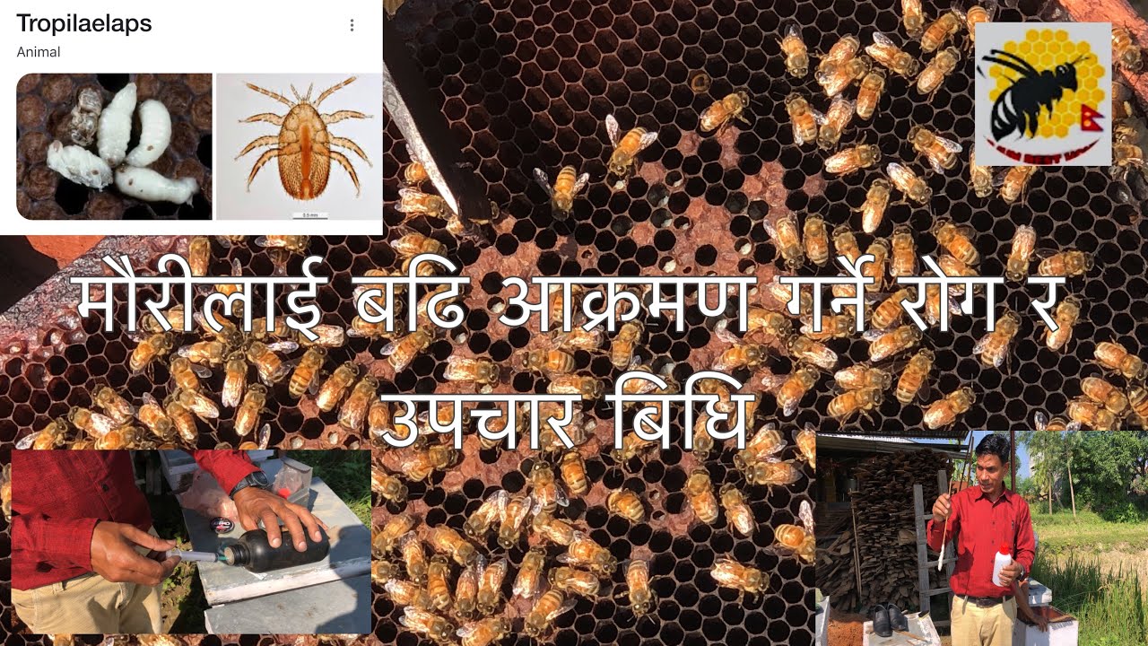 मौरीमा प्रायजसो देखिने रोग र त्यसको उपचारका विभिन्न बिधिहरू / Parasites mostly attacks Bees / Mauri
