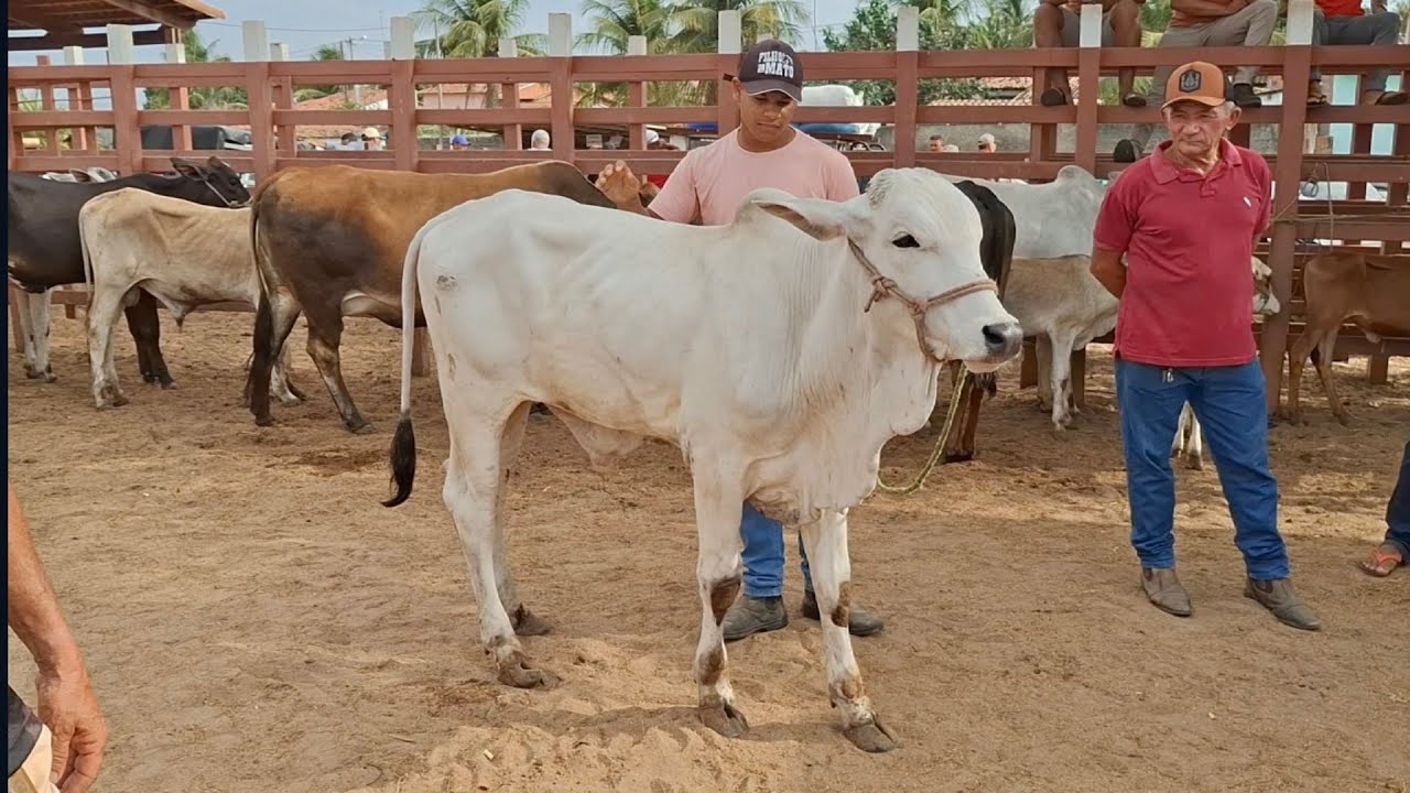 FEIRA DO GADO DE LAGOA DE PEDRAS-RN 12.01.2026