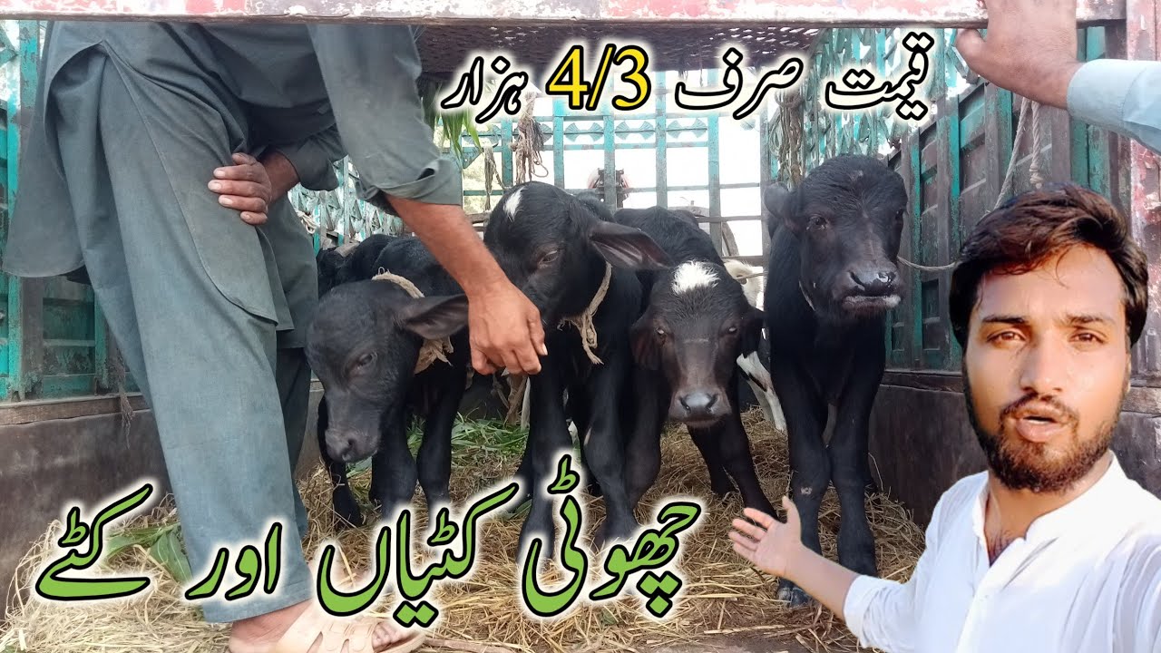 Neli Ravi Buffalo Baby Price In Punjab From Pakistan || Pendu Omar Vlogs