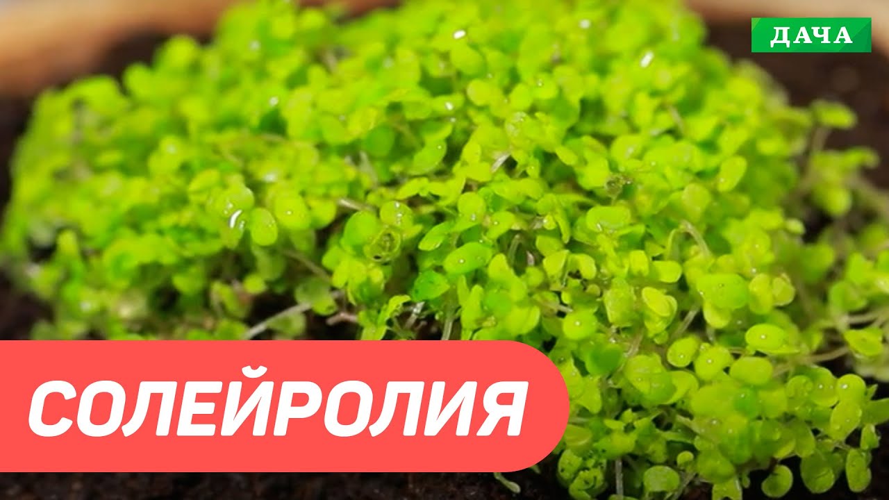 Солейролия - живой ковер из Сардинии. Как вырастить Солейролию дома в горшке?