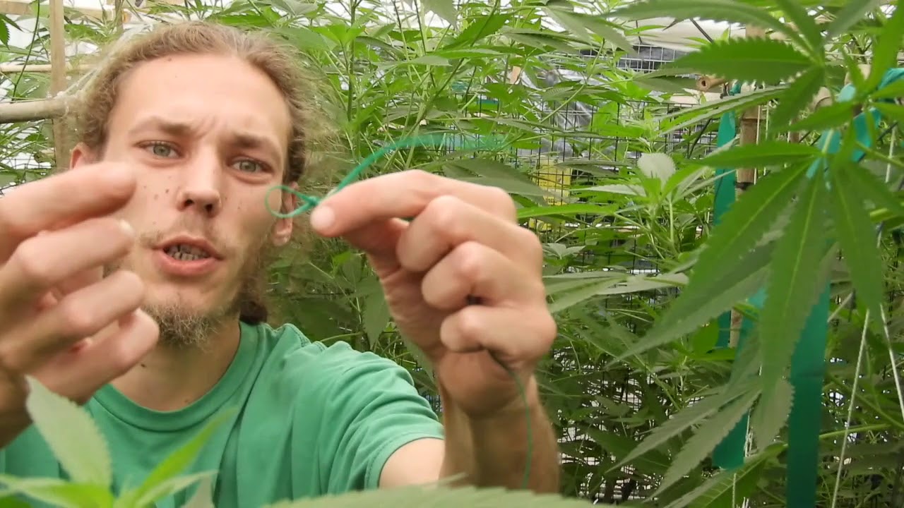 Tip for tying up branches.