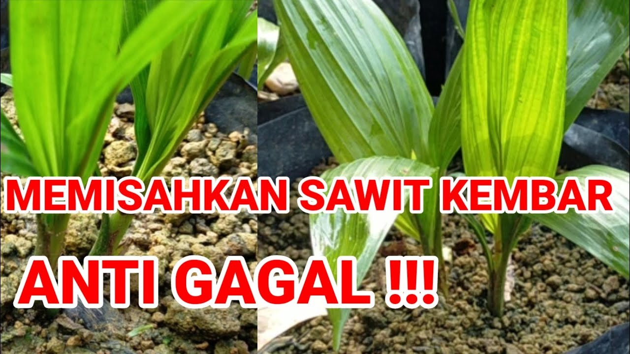 CARA MEMISAHKAN BIBIT SAWIT KEMBAR ||PASTI BERHASIL