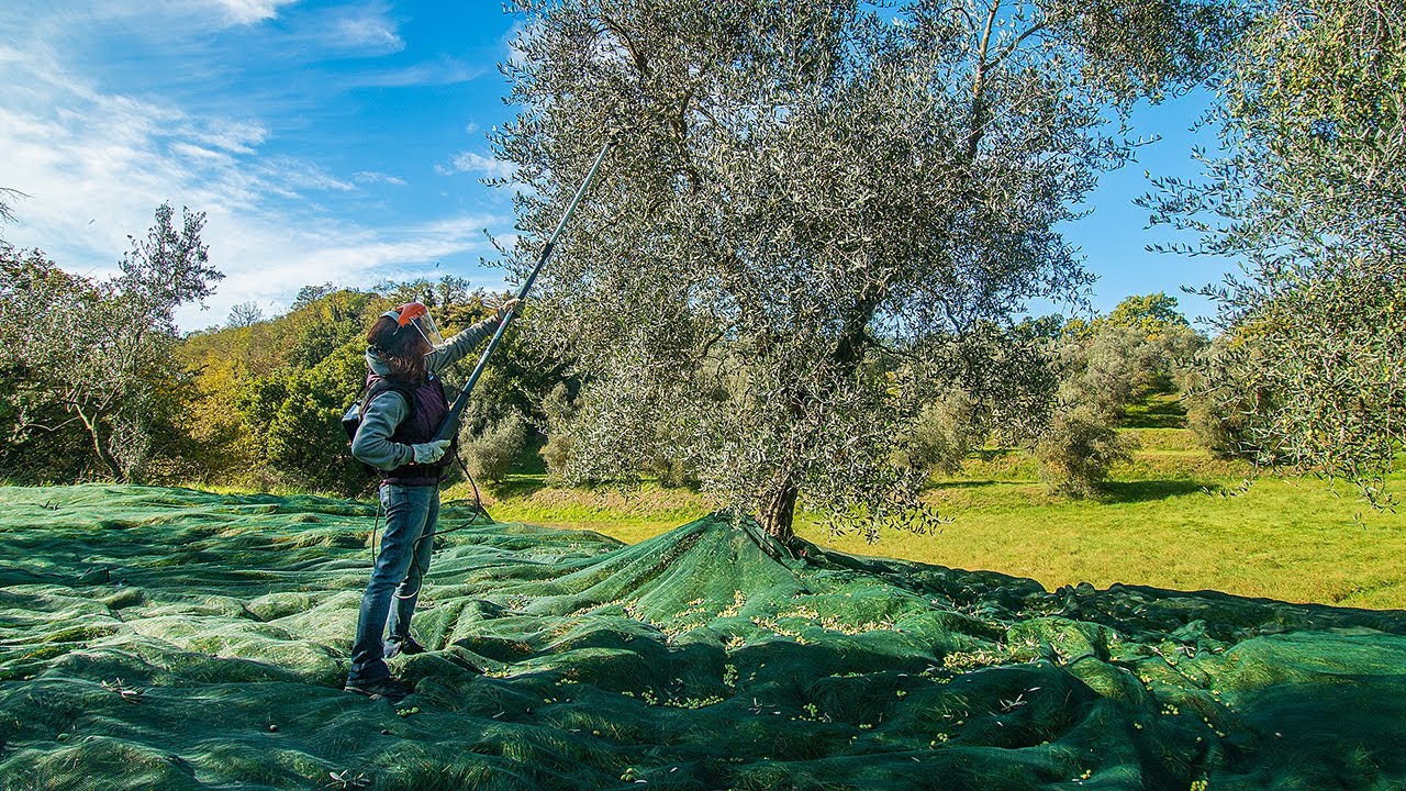 Come RACCOGLIERE le OLIVE. Abbacchiatori e altri consigli