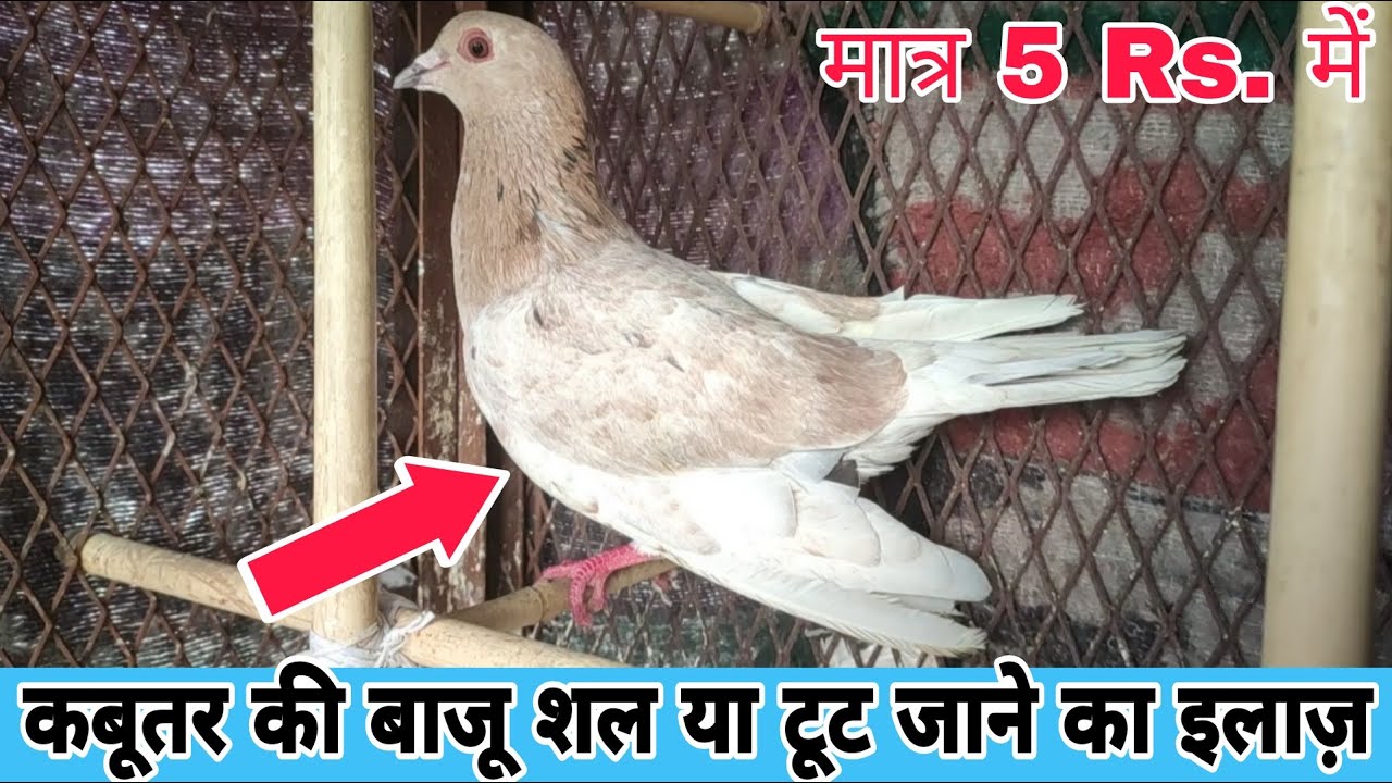 कबूतर के बाजू का इलाज 100℅ | Kabootar ke baju ka ilaj 100%