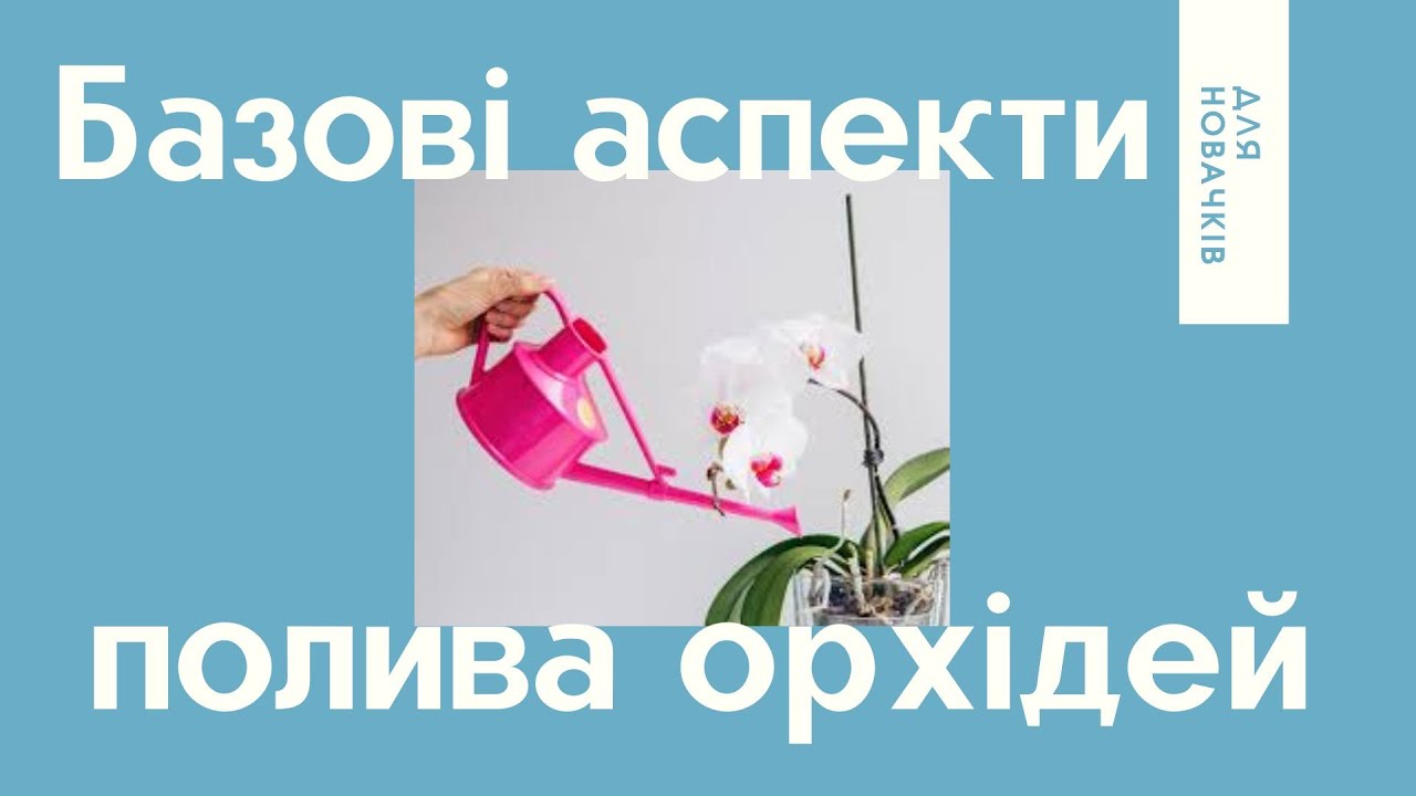Полив орхідей. Основні способи та базова інформація.