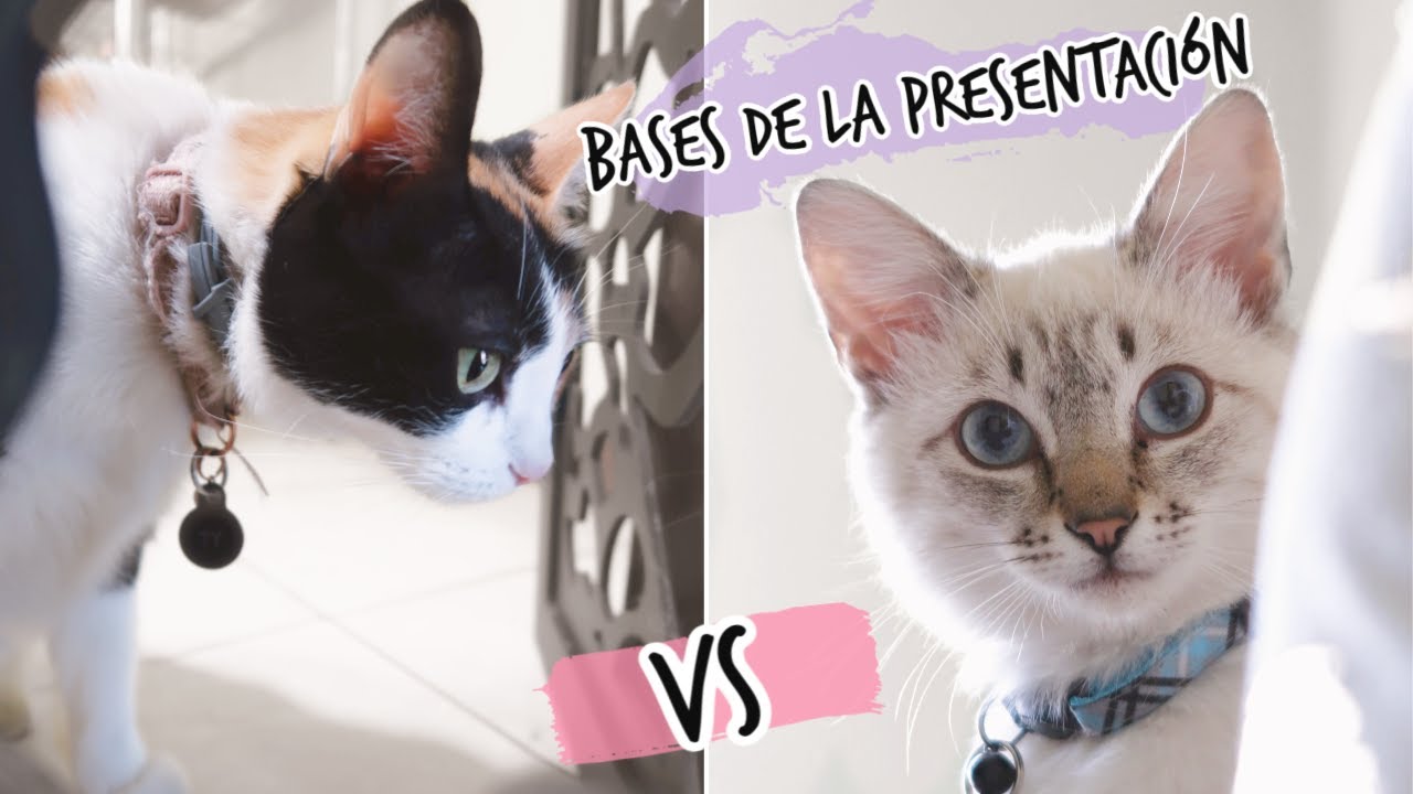 ¿CÓMO PRESENTAR UN GATO NUEVO A NUESTRO OTRO GATITO? 1era SEMANA - Gatito nuevo 2da parte