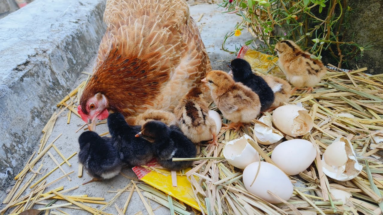 backyard chickens 9 egg hatching🐣 - how to hatch a chicken egg without an incubator at home