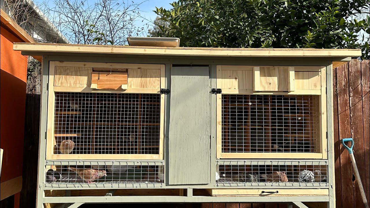 Double Kit box -Birmingham pigeons