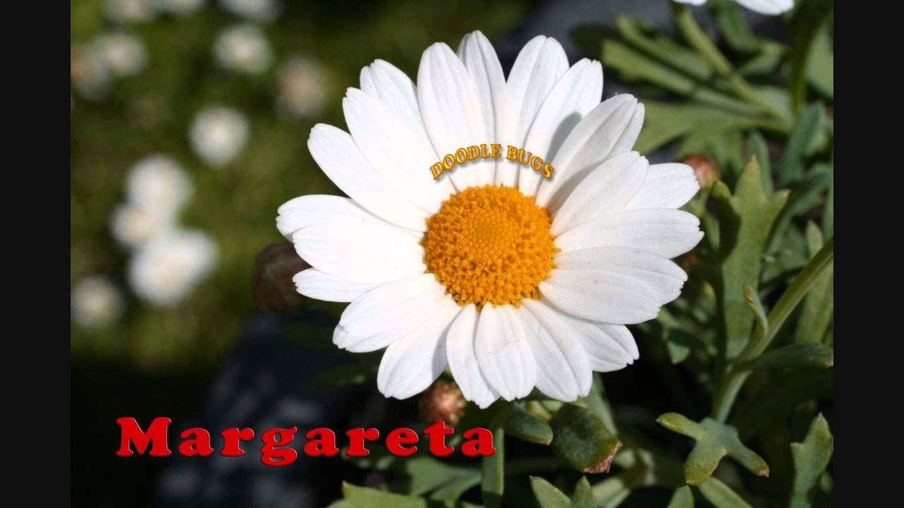Doodle Bugs   Margareta