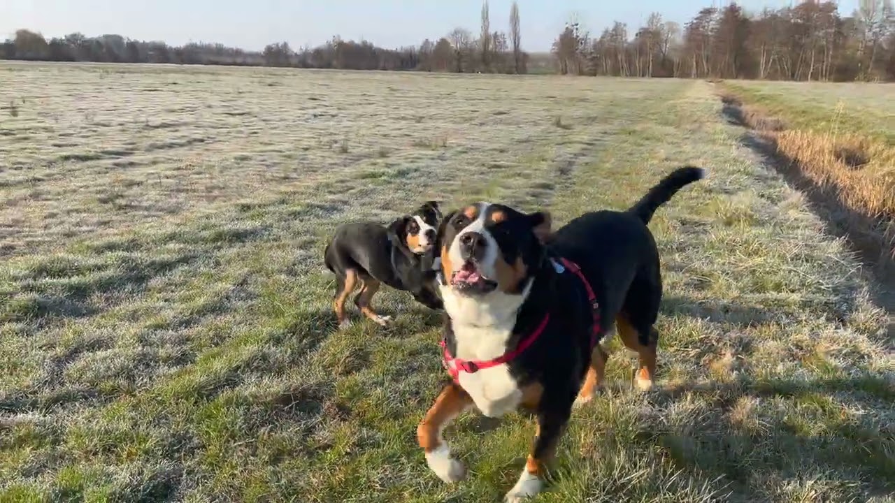 Grosser Schweizer Sennehund/Grand Bouvier Suisse/ Sky und Albert haben Spass Sky et Albert s'amusent