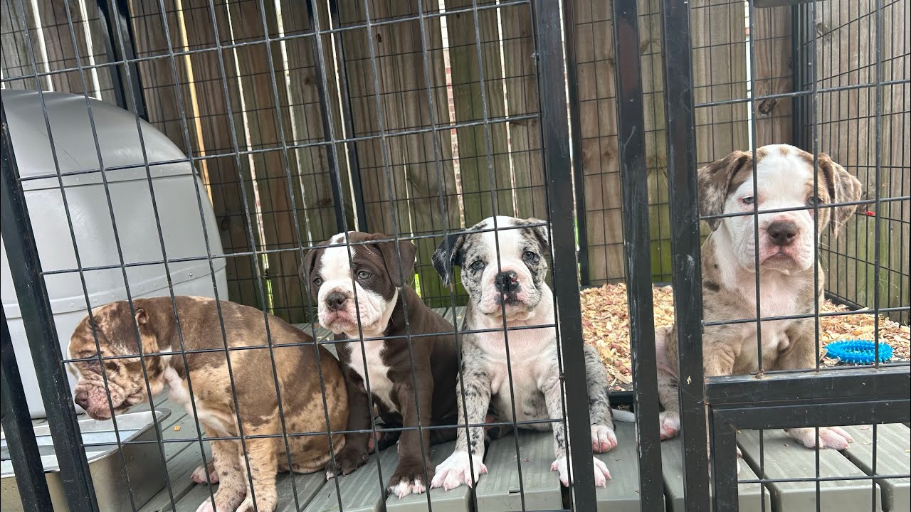 HTA Blue Bloods Puppy Introductions / Alapaha Blue Blood Bulldogs 