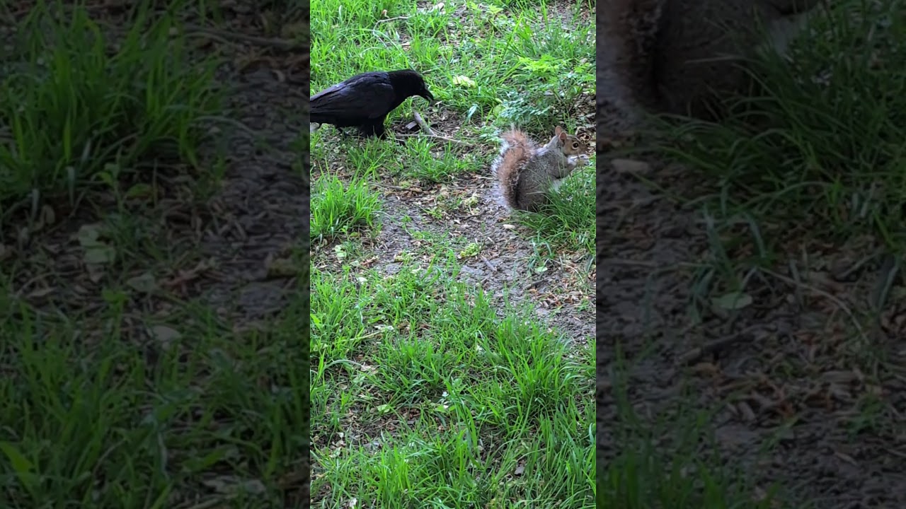 Squirrel with crows on both sides. #squirrel #birds #nature #crow
