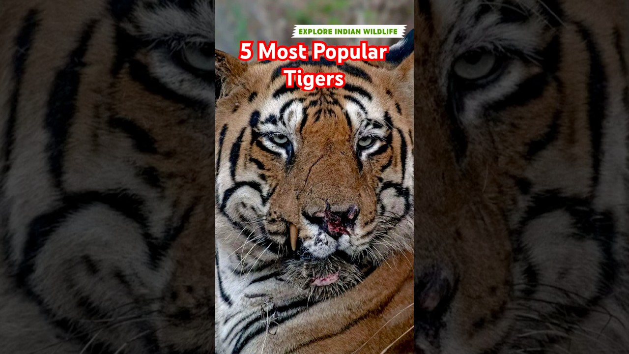 5 most popular Tigers India 2025 | Chota Matka | Hercules Biggest Tiger | Bandhavgarh | Kaziranga |