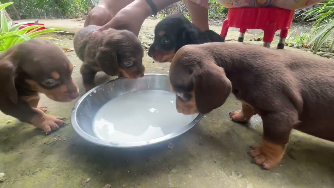 Đàn cún lạp xưởng mắt xanh rubi được bữa tiệc sữa tươi